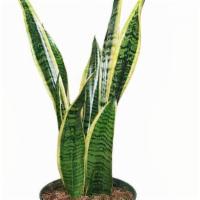 Snake Plant Small · 7 inch