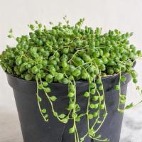 String of Pearls · 