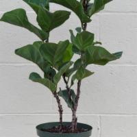 Ficus Lyrata 'Little Fiddle' · 