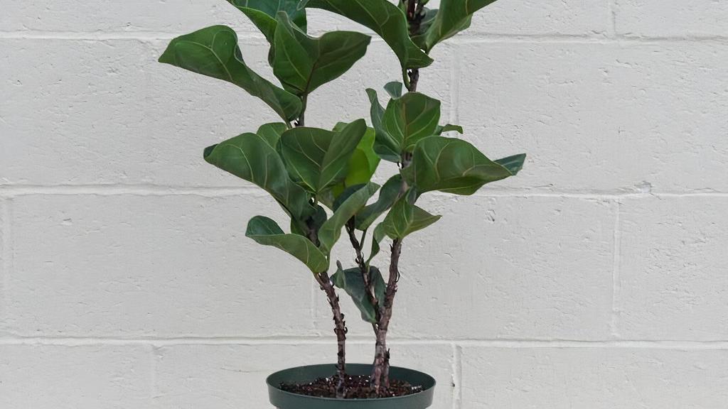 Ficus Lyrata 'Little Fiddle' · 