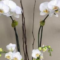 Orchid Plant · The Orchid Duo features 4 spikes of Phalaenopsis orchids accented with a green plant