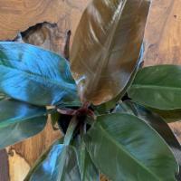 Philodendron Imperial Red 6