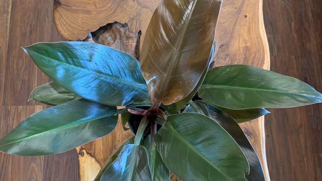 Philodendron Imperial Red 6