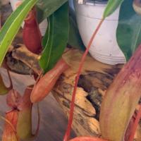 RARE Carnivorous Nepenthes Pitcher Plant 6