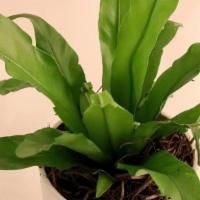 Birds Nest Fern, Small · When growing it as a houseplant, one of the best places to situate a bird's nest fern is nea...