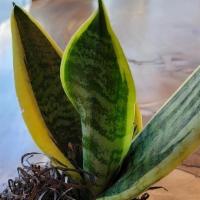 Snake Plant · Even if your plant is placed in ample bright indirect light, you won't need to water it more...