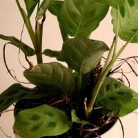 Prayer Plant · The prayer plant prefers well-drained soil and requires high humidity to thrive. Prayer plan...