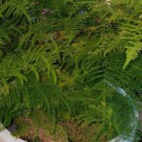 Common Asparagus Fern · Keeping an asparagus fern hydrated takes a little effort, and this plant thrives on humidity...
