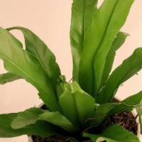 Birds Nest Fern, Small Plant Only No Ceramic Pot · When growing it as a houseplant, one of the best places to situate a bird's nest fern is nea...