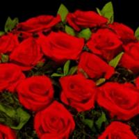 Two-Dozen Red Rose set · A charming bouquet of two dozen fresh and fragrant red roses, adorned with just a bit of gre...