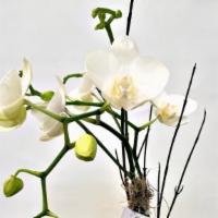 Orchid Woodland Planter · The Woodland Orchid planter consists of a two-spike white mini Phalaenopsis orchid plant acc...