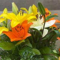 Mixed Lily Bouquet in Vase (Colors will vary) · A variety of different colored lilies in a vase. Lily colors change to ensure you get our fr...