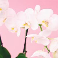 Orchid Plant · Our large Orchid plants come in a white vase with moss.  Perfect as a just because, sympathy...
