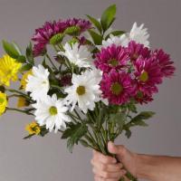 Picnic Party Daisy Bouquet · Mixed Colored Daises are wrapped into a bouquet.