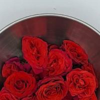 Red Button Roses · Button Rose is a flowering shrub plant species of genus Rosa in the family rosaceae, roses a...