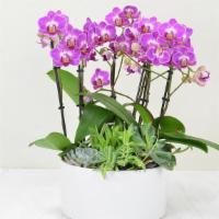 Adorable Baby Orchid Garden – P1 · An adorable dish garden of miniature phalaenopsis orchids and succulents all designed in an ...