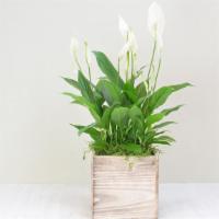 Elegant Peace Lily Plant – P8 · Spathiphyllum plant, Also known as peace lily plant is the perfect houseplant, with dark gre...