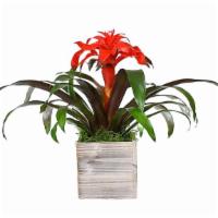 Tropical Bromeliad – P32 · This stylish plant adds a modern, contemporary look to any space. Bromeliads with their bold...