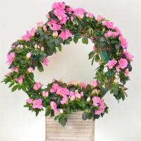 MD43 – Mom’s Favorite Azalea · This lovely Azalea Wreath plant is the perfect present for your loved ones with an eye for t...