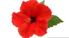 House Hibiscus Jamaica · lightly sweet - hibiscus flower