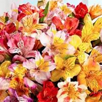 Alstroemeria Peruvian Lilies
 · Features 2 dozen stems of beautiful multicolored Alstroemeria Peruvian Lilies full bouquet r...