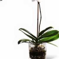 Moth orchid · Single stem cascading orchid. Orchids not only absorb carbon dioxide but they release oxygen...
