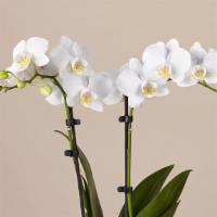 White Orchid Plant · Product Information
The most popular variety of this plant, the Phalaenopsis orchid makes a ...