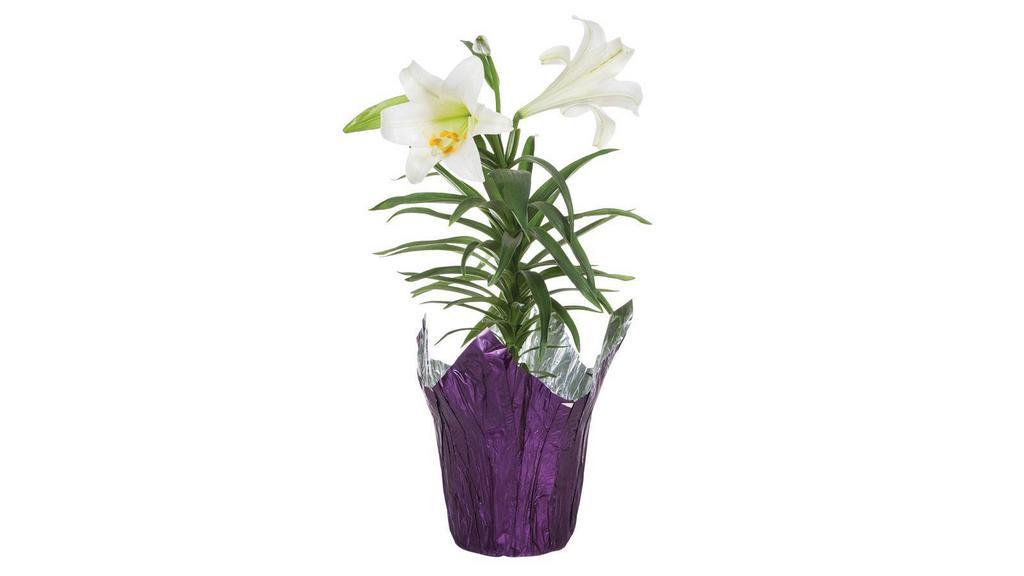 6 Potted Easter Lilies · Each.