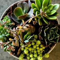 Succulent Dish Garden · Standard size includes 3 succulents. Each dish garden is made with locally grown succulents ...
