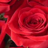 Ruby Red Roses · Rooted in tradition but often unexpecting, these Ruby Reds are everything they need to be.

...