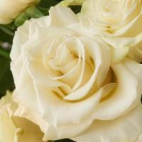 Snow Cap White Roses · Shouting love and eternity, these glamorous, pearly white Snow Caps are timeless sensations—...