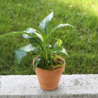 Peace Lily Plant · Peace lily plant in a pot.