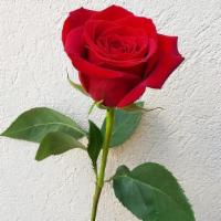 Rose Long Stem Each · Seasonal options may vary throughout the year and depending on location. Our florist will pr...
