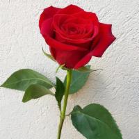 Rose Short Stem Each · Seasonal options may vary throughout the year and depending on location. Our florist will pr...