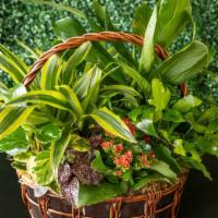 Mixed Plant Basket · 