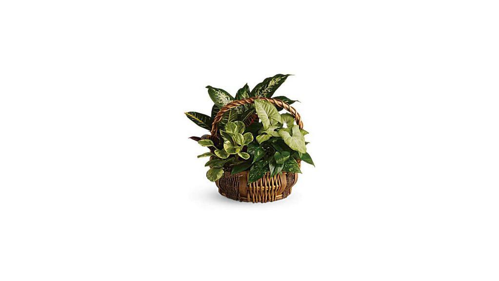 Medium Dish Garden · The gift of greenery! Sure to freshen up any room of the home or office, this delightful assortment of potted houseplants is presented in a gift basket with a handle. Mixed green plants, including a croton plant, dieffenbachia plant and pink nephthytis plant, are presented in a natural gift basket with handle. Orientation: All-Around.