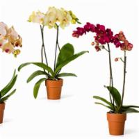 Premium Ca Grown Orchid  · Premium 5-6