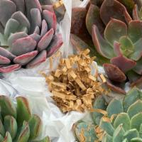 Medium Succulent Giftbox · Medium Succulent GiftBox

Each box comes with 6 (4in) living succulents, perfect for every c...
