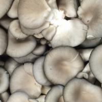 Oyster Mushroom · 1 LB
LOCAL GROWN