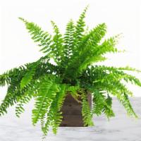 Living Fern - Assorted Seasonal Varieties · A living fern plant (variety based on seasonal availability) in our signature Stems wood box...