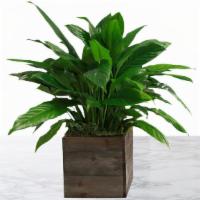 Peace Lily Plant · A living Peace Lily plant in our signature Stems wood box.

Our delivery service is currentl...