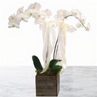 Phalaenopsis Orchid Plant · A living white Phalaenopsis Orchid plant in our Stems signature wood box.

Our delivery serv...