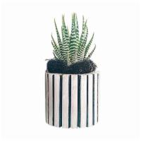 Zebra Succulent · A living gift that erases carbon impact, the Zebra succulent is settled in a hand-carved ves...