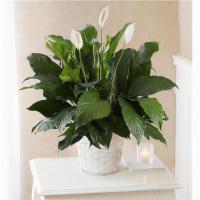 Peace Lily Plant · Our lush lily lives up to its name, with exuberant green leaves and graceful white blooms th...