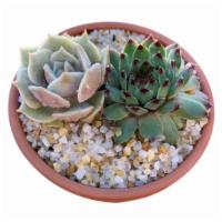 Small Terracotta (2) · Small Terracotta Succulent Arrangement with 2 succulents. Perfect for gifting, special occas...