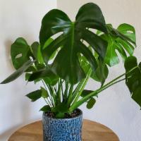 Large Monstera Deliciosa |  · Care:           Easy Care
Size:             Table Top or Floor
Light:          Bright to Med...