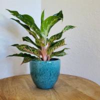 Sparkling Sarah |Aglaonema Chinese Evergreen · Care:           Easy Care
Size:             Table Top 
Light:          Bright to Medium indi...