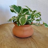 Pothos N' Joy · Light grren leaves with white variegation. These guys are easy care and fast growers!

Note,...