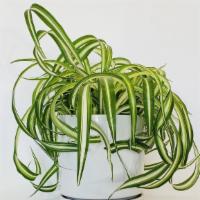 Curly Spider Plant  · Care:           Easy Care
Size:             Table Top 
Light:          Bright to Medium indi...