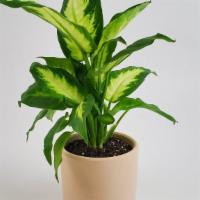 Dieffenbachia Seguine (Dumb Cane) · Dumb canes are beautiful but they are also toxic to pets and humans. Be sure to wash your ha...
